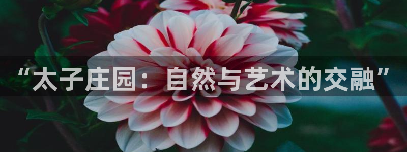 至尊FH平台