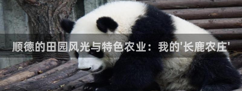 fh至尊凤凰