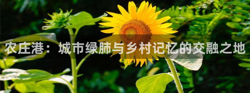 fh至尊凤凰是黑网