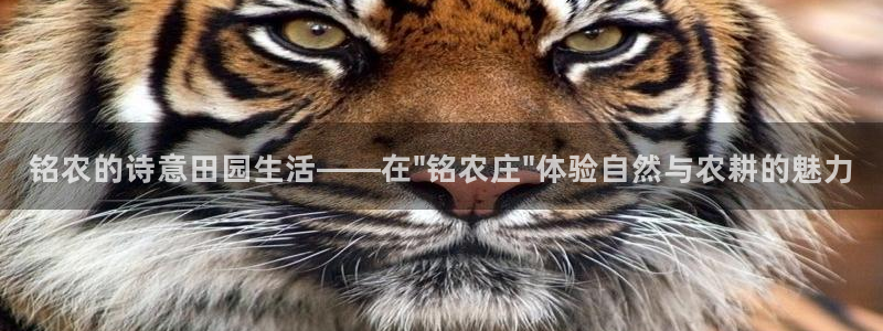 fh 至尊
