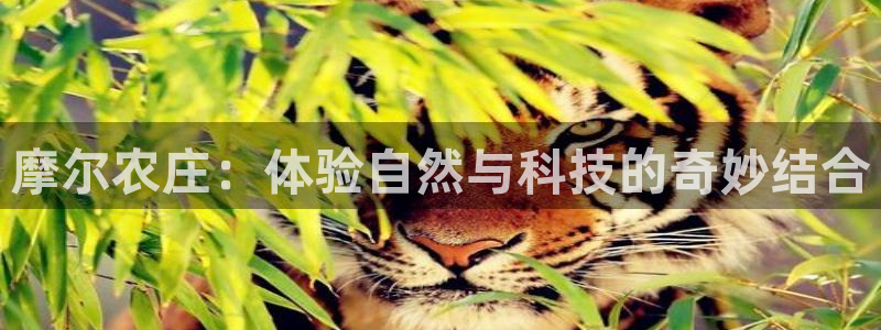 fh凤凰至尊app