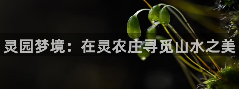 fh至尊凤凰平台下载