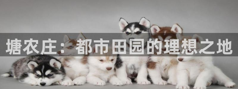 fh至尊网页登入