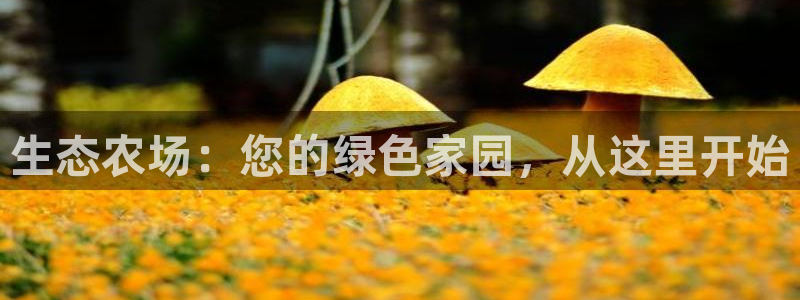 fh至尊什么意思