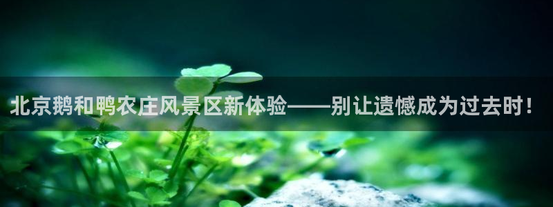 FH至尊是正规平台吗