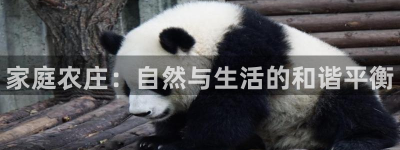 FH至尊平台老板是谁