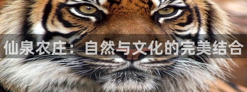 fh至尊凤凰官方旗舰店